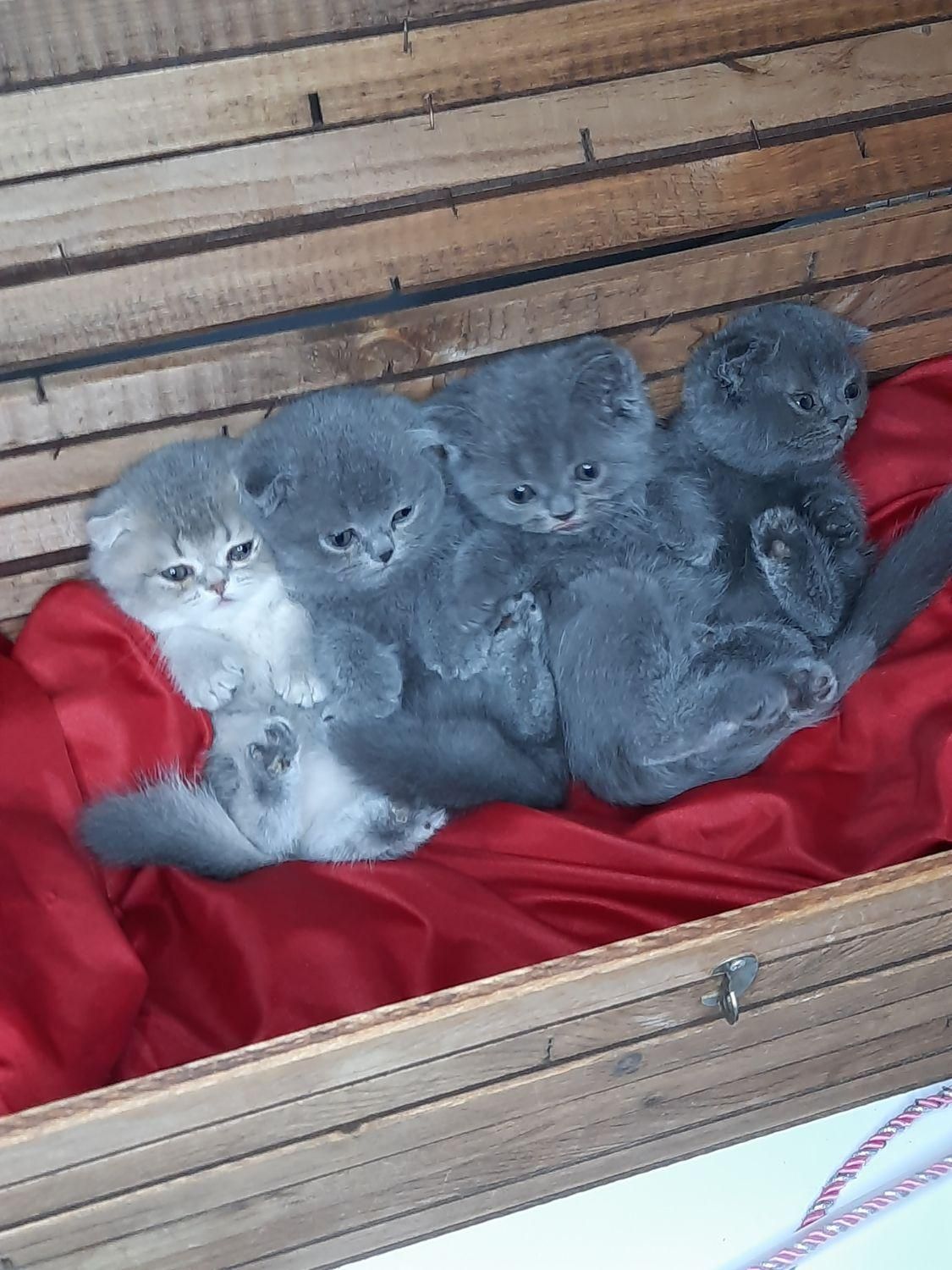 اسکاتیش بلو نر|گربه|کرج, شهرک جهاننما|دیوار