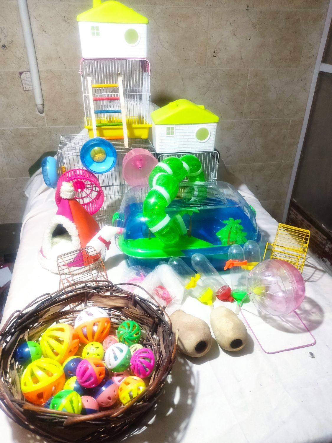 بیا تو سالن همستر ببین بگیر بخر ببر|موش و خرگوش|یزد, |دیوار