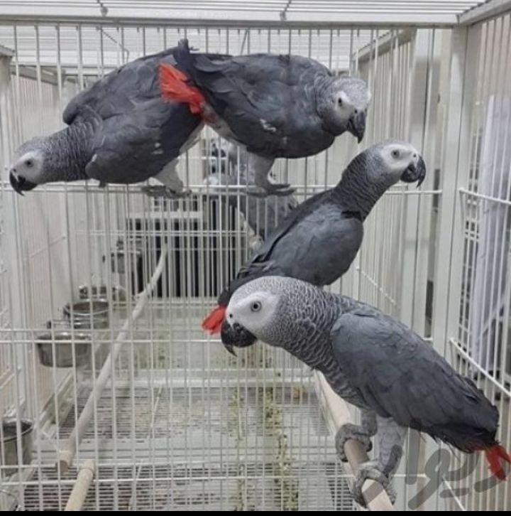 خریدو فروش طوطی کاسکو سخنگو پرکن / صاف|پرنده|شیراز, شهرک امیر کبیر|دیوار