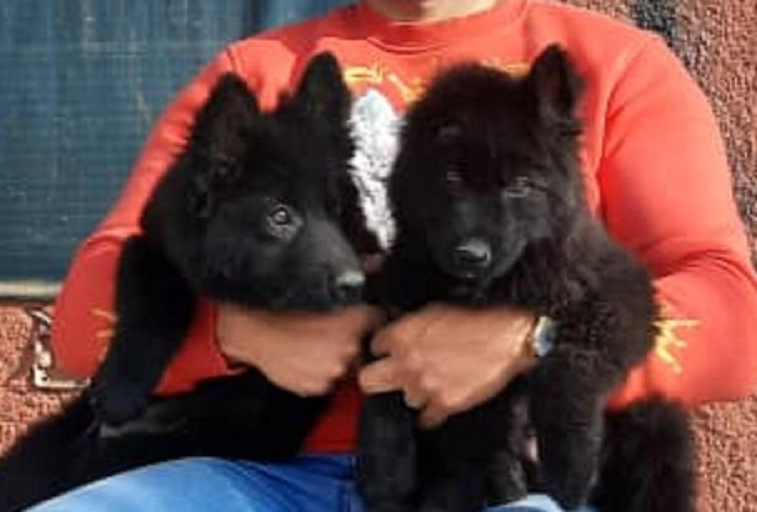 توله ژرمن بلک ژرمن رکسی و روت واایلر نر ماده|سگ|تهران, شهرک فردوس (حسینی)|دیوار