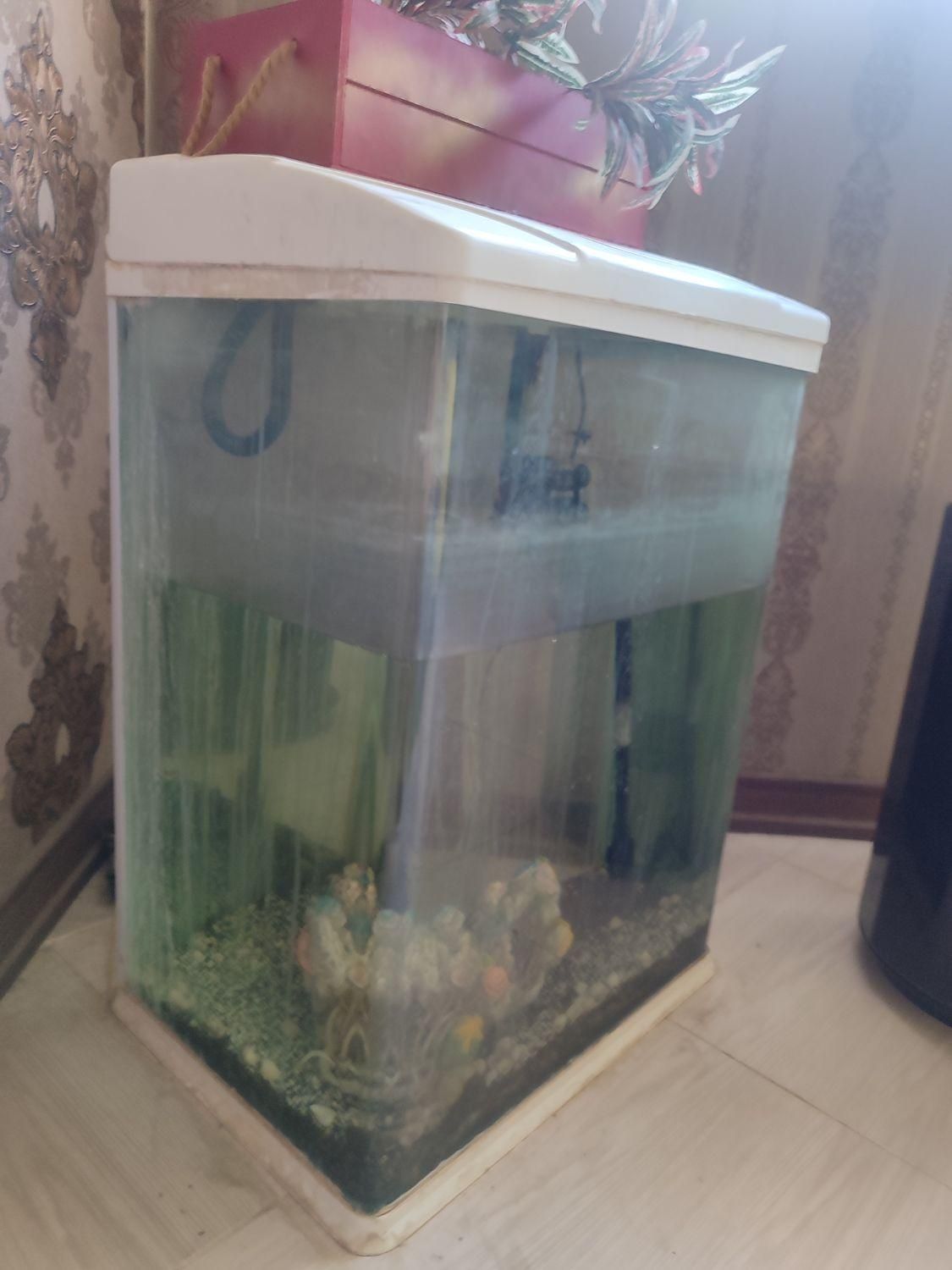 اکواریوم شیشه خم|ماهی|مشهد, کارمندان دوم|دیوار