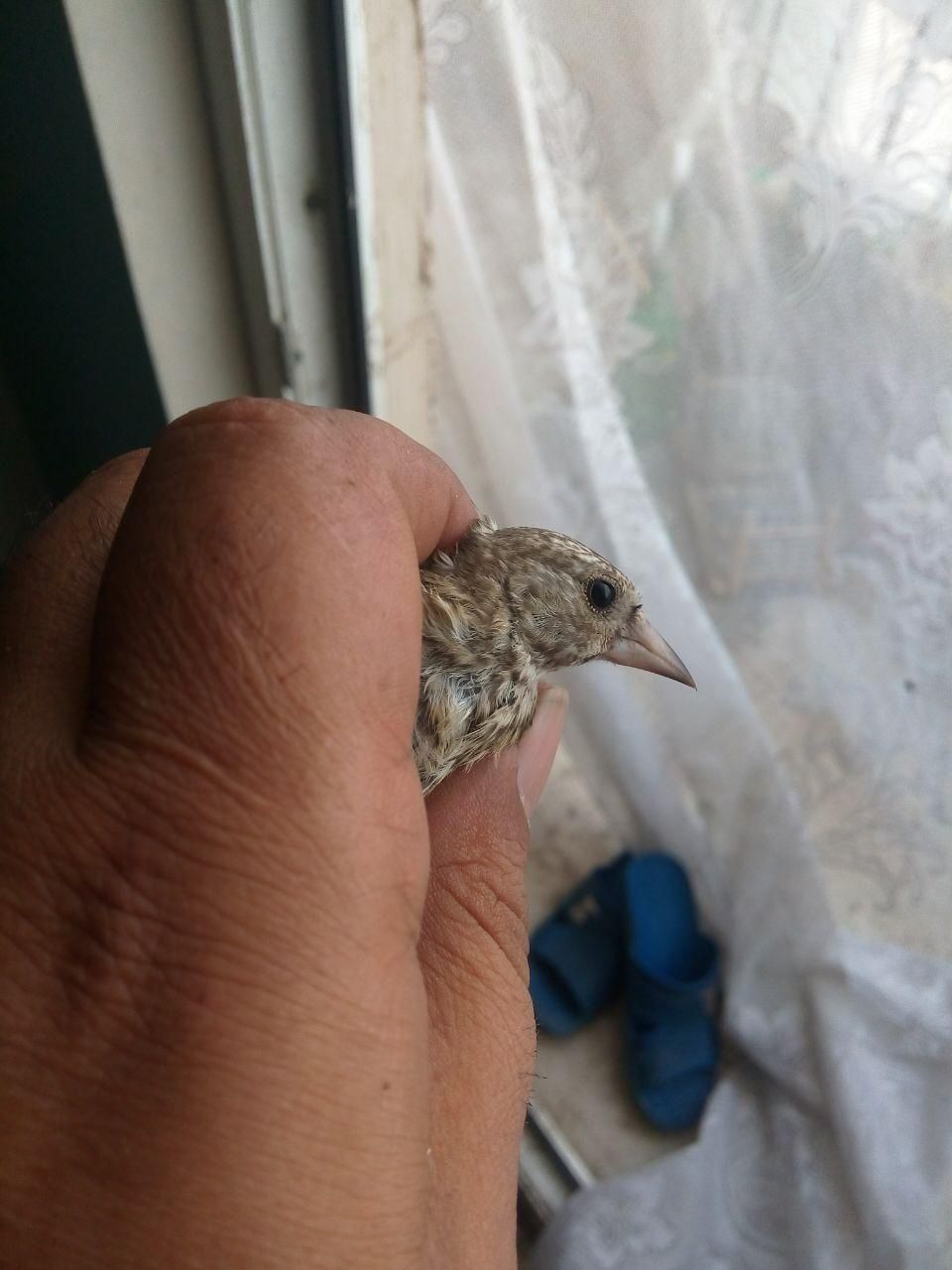 تخم سهره|پرنده|مبارکه, |دیوار