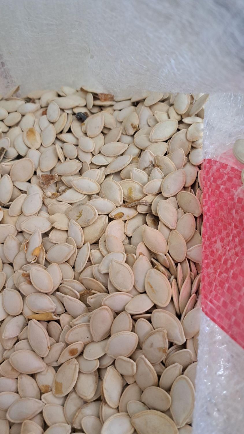 تخمه کدو گوشتی|خوردنی و آشامیدنی|اصفهان, ناژوان|دیوار