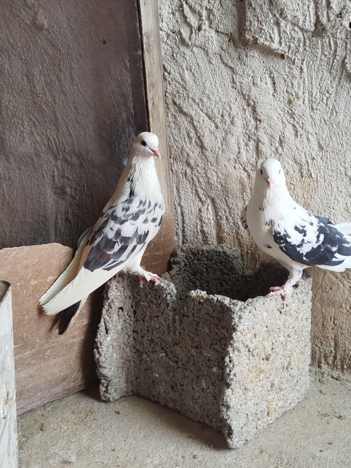 کبوتر پرشی|پرنده|اصفهان, سلطان‌آباد|دیوار