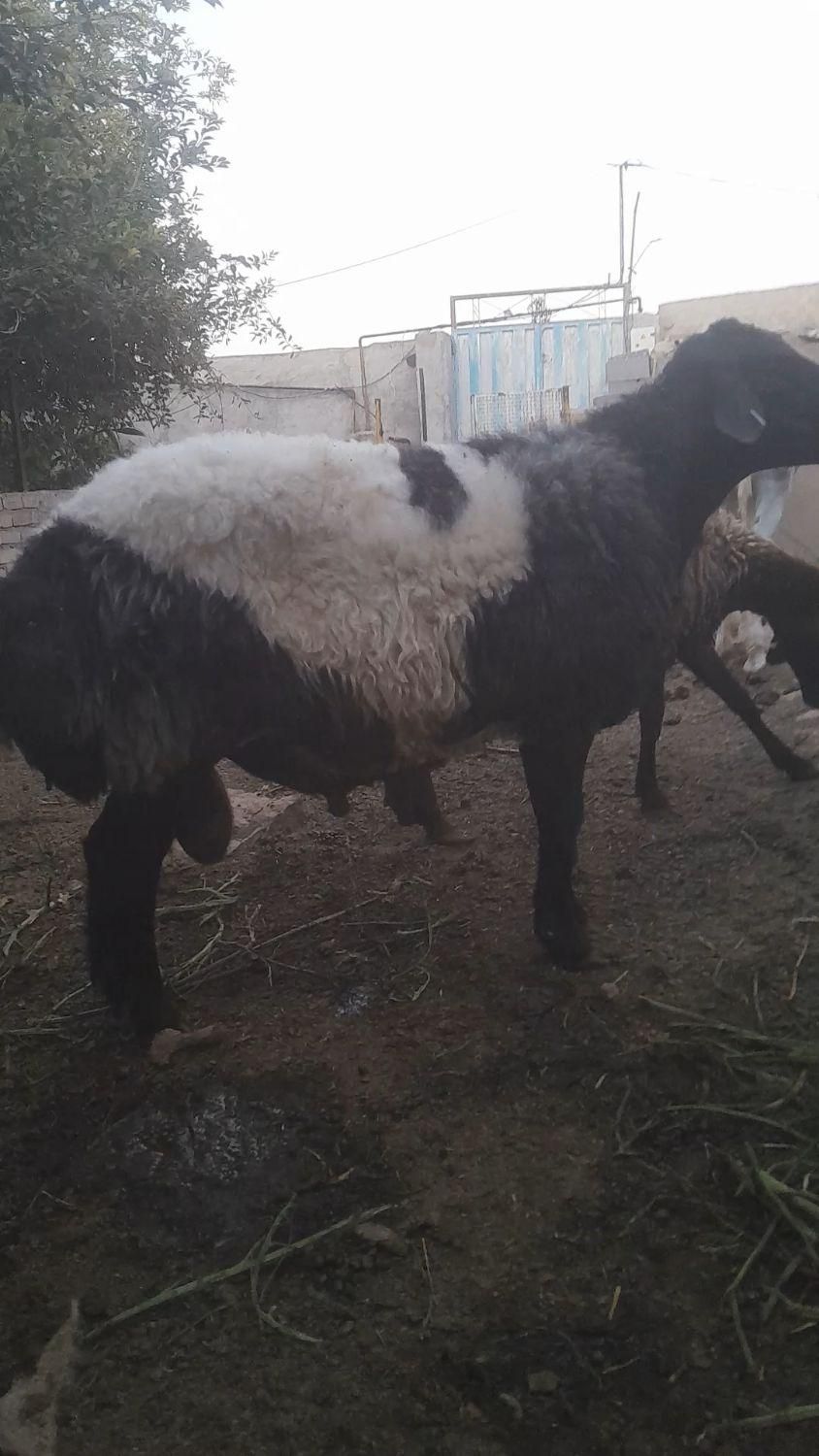 قوچ همو دورگ افشار در قوچان|حیوانات مزرعه|مشهد, گلبرگ شمالی|دیوار