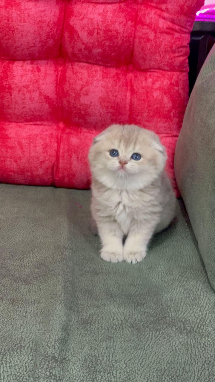 گربه پرشین / بریتیش / اسکاتیش فسقلی|گربه|رشت, دیلمان|دیوار