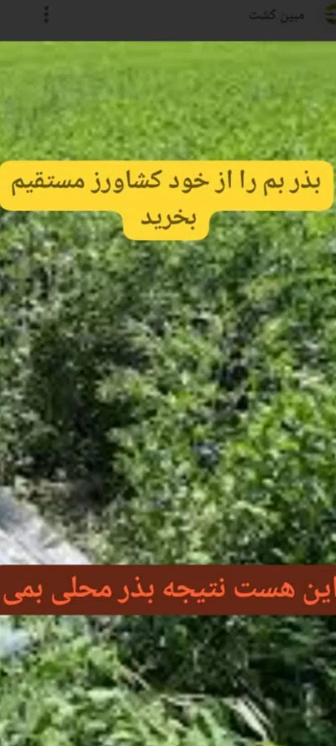 بذر یونجه محلی اصیل بمی اصلاح شده پاک تمیز|خدمات باغبانی و درختکاری|کرمان, |دیوار