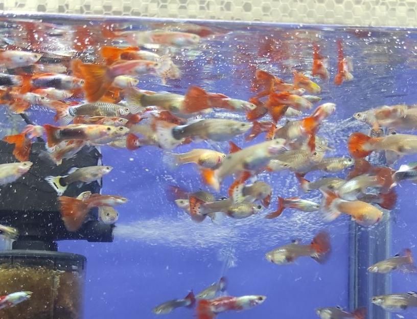 ماهی گوپی سنگاپوری|ماهی|هشتگرد, شهرک صنعتی هشتگرد|دیوار