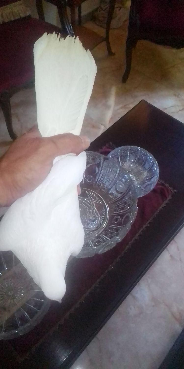 کبوتر پرش بالای ۷ساعت قد بلند|پرنده|تهران, اقدسیه|دیوار