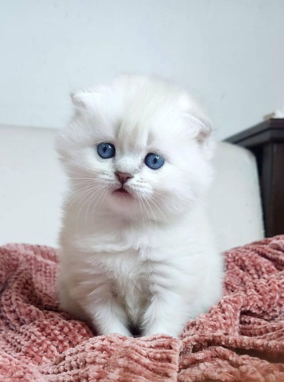 گربه اسکاتیش و بریتیش|گربه|مشهد, الهیه|دیوار