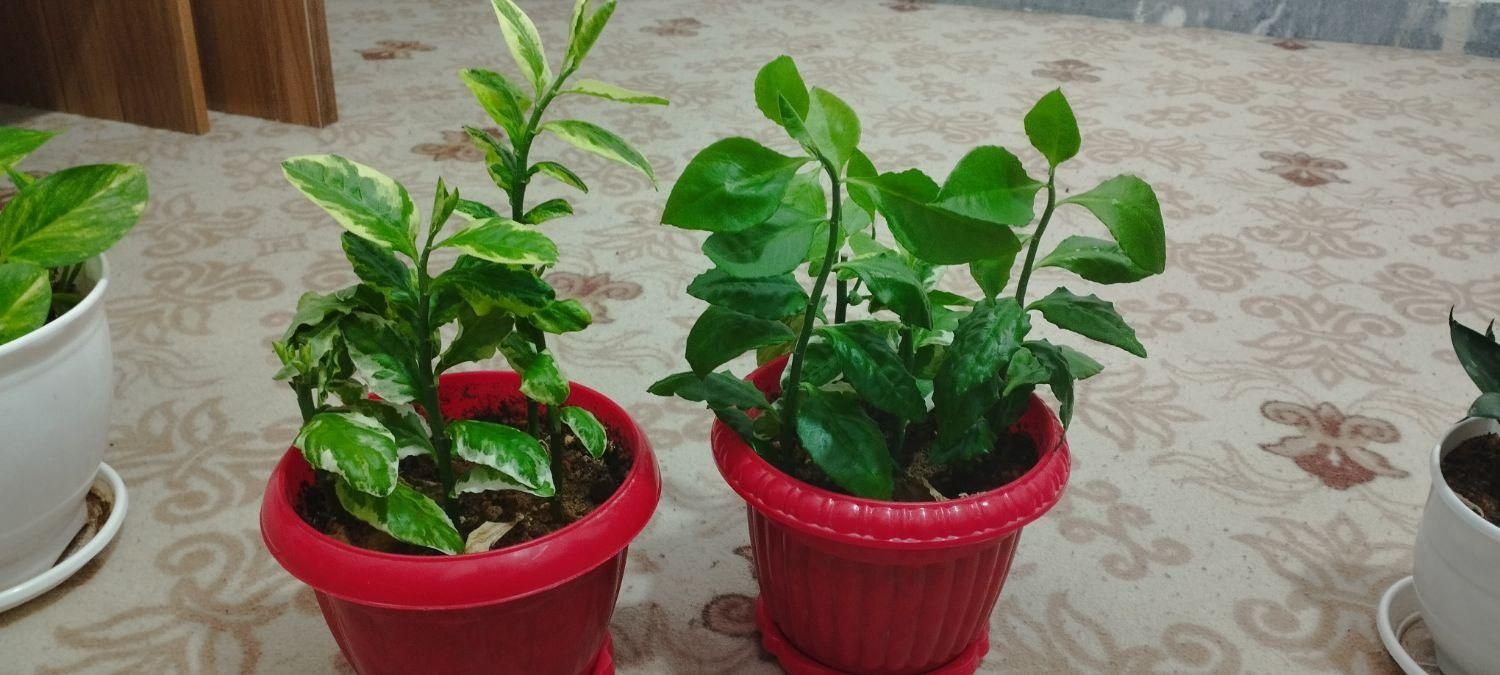 گل وگیاه طبیعی شروع قیمت از 200تومان به بالا|گل و گیاه طبیعی|زاهدان, |دیوار