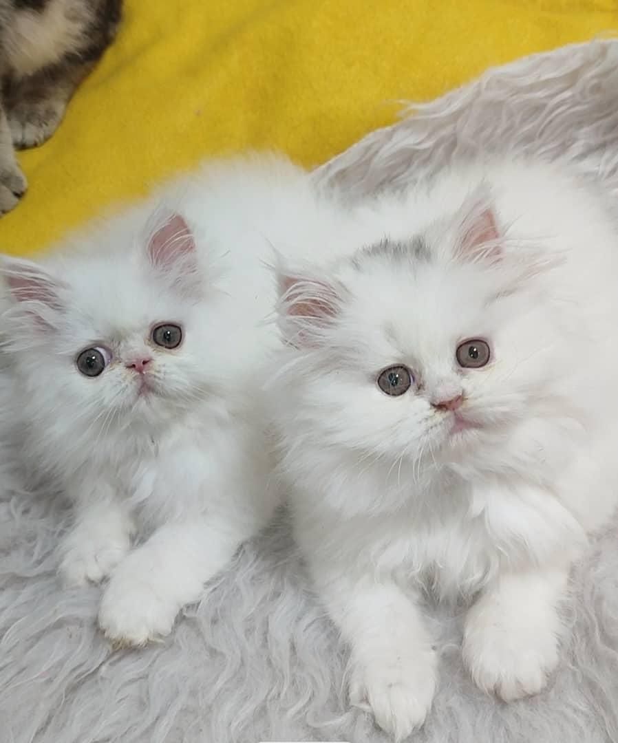 گربه پرشین (سوپرفلت/عروسکی) همه رنگها|گربه|رشت, گلسار|دیوار