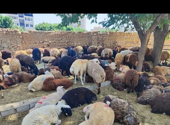 گوسفند زیر نظر دامپزشکی زنده و با پلاک بهداشتی|حیوانات مزرعه|کرج, محمود آباد|دیوار