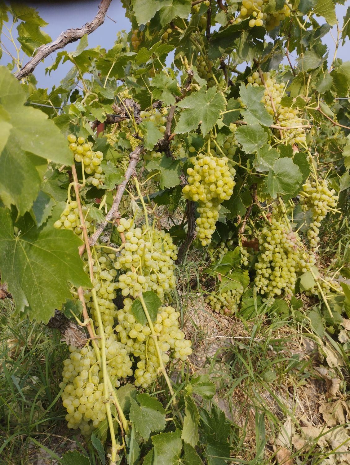 باغ انگور 10000متر|فروش دفتر صنعتی، کشاورزی، تجاری|اردبیل, |دیوار