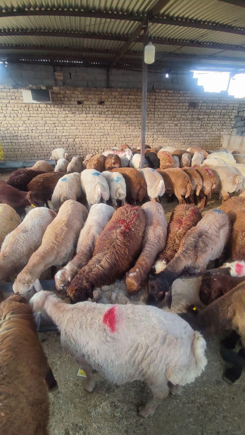 گوسفند زنده بره نرینه قلم ابی زیر قیمت|حیوانات مزرعه|مشهد, نوید|دیوار