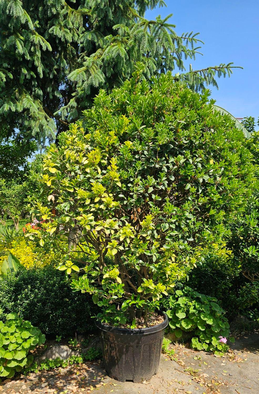 یوکا تنه ، بن سای ۲ و ۳ متری، شمشاد ۲ و ۳ متری|گل و گیاه طبیعی|تنکابن, |دیوار