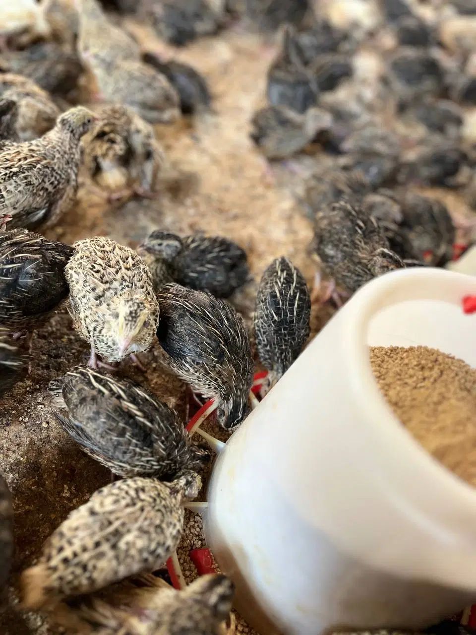 بلدرچین گوشتی و تخم گذار درجه 1|حیوانات مزرعه|تهران, فردوسی|دیوار