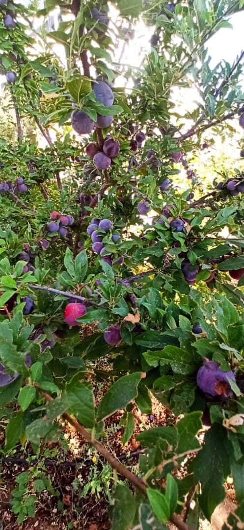 فروش خانه ویلایی مجهز و مبله|فروش خانه و ویلا|سیاخ دارنگون, |دیوار