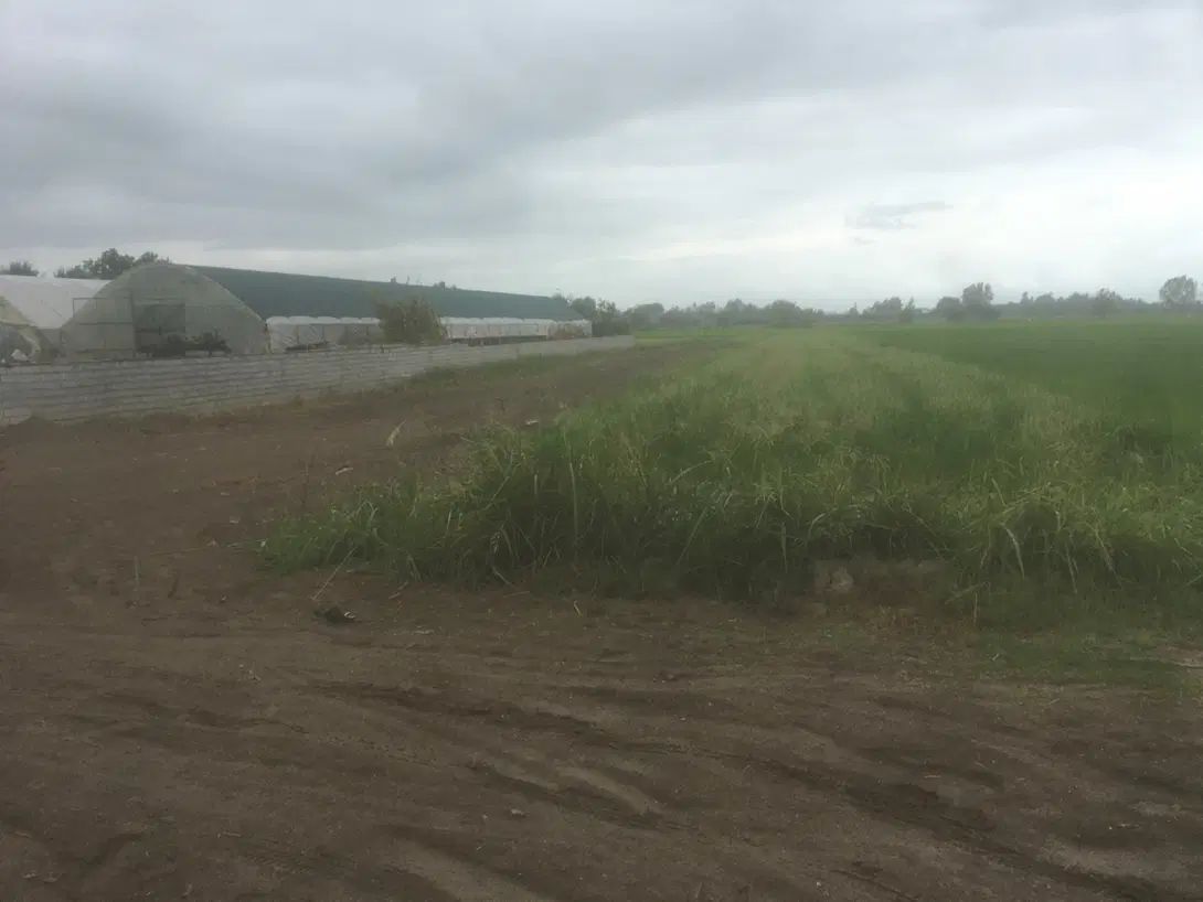 زمین ۱۰۰۰ متری داخل بافت سرخ رود(روستای گل محله)|فروش زمین و ملک کلنگی|سرخرود, |دیوار
