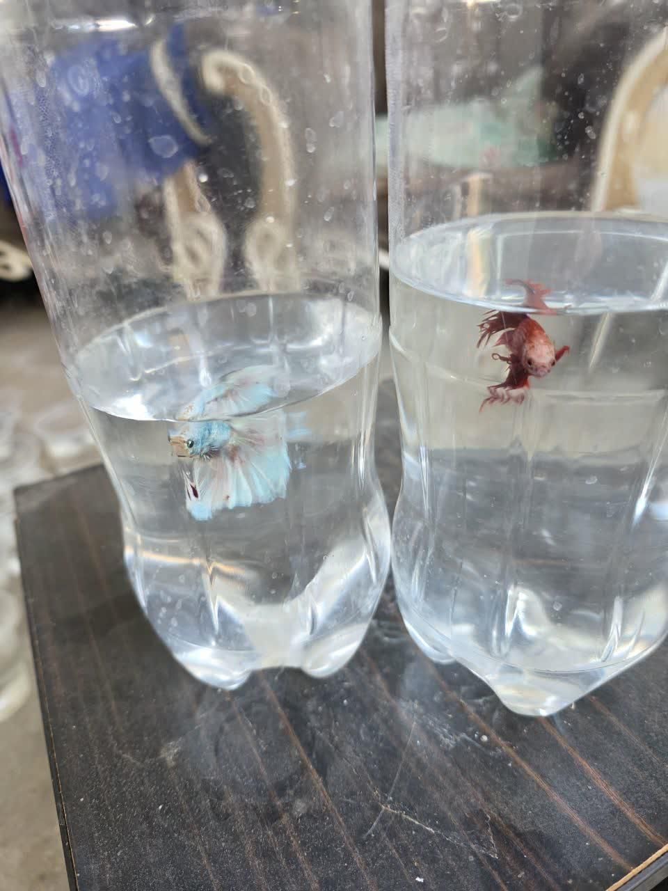 ماهی فایتر مینیاتوری رنگ خاص و پچه فلاور کینگ سایز|ماهی|قم, پردیسان|دیوار