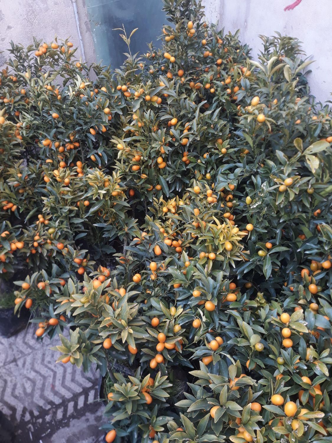 نهال کامکوآت ۲ الی ۳ ساله مناسب خانه و باغچه|گل و گیاه طبیعی|کرج, شهرک سهرابیه|دیوار