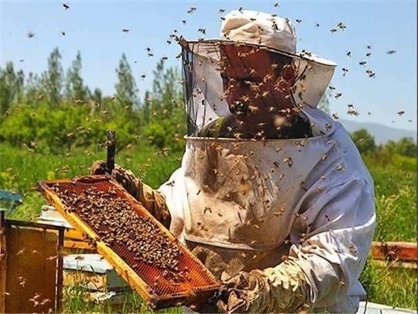 آموزش پرورش زنبور عسل با مدرک فنی وحرفه ای|خدمات آموزشی|اصفهان, احمدآباد|دیوار