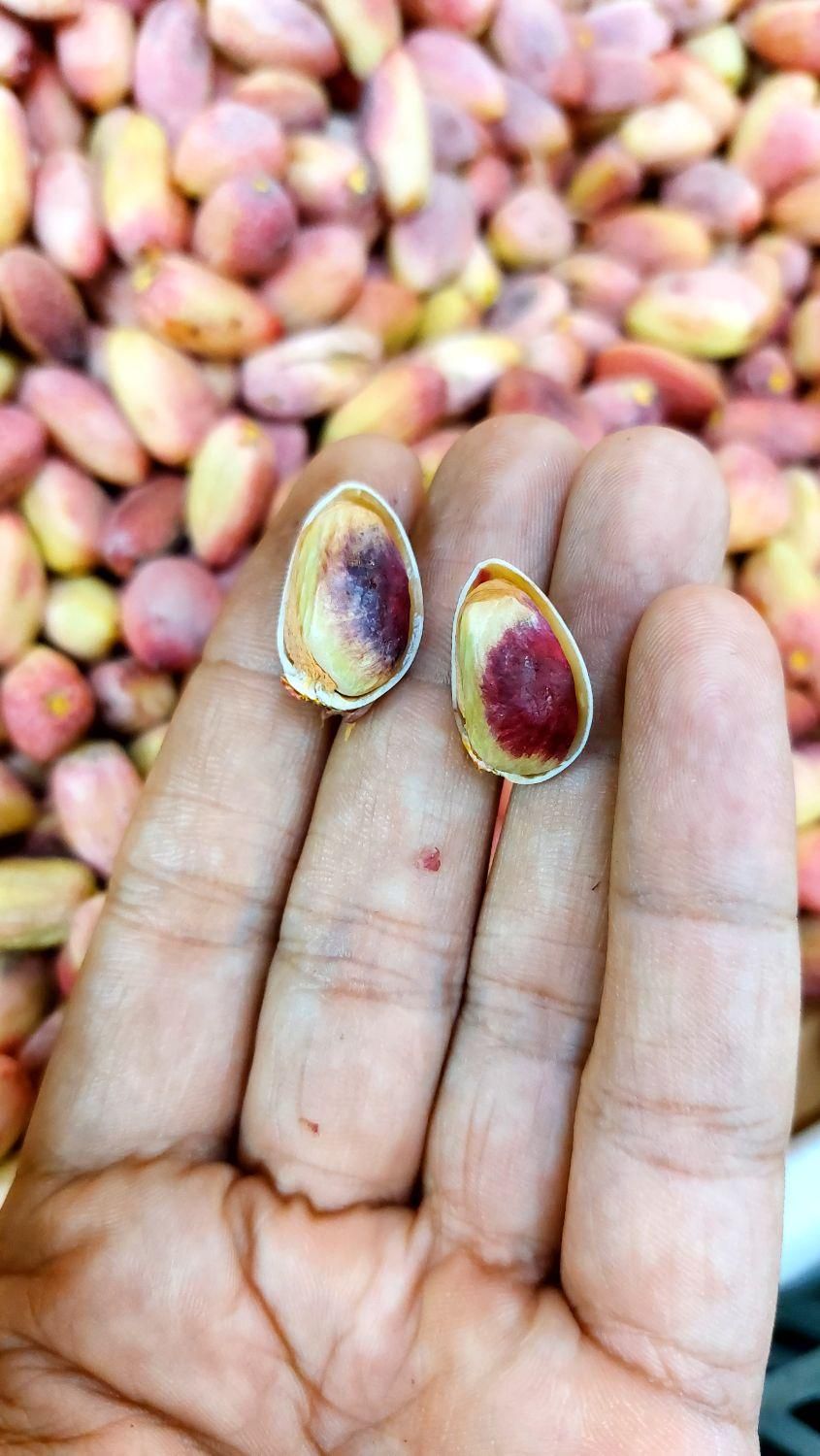 پسته تازه درجه یک + هایپر میوه گلچین|خوردنی و آشامیدنی|شاهدشهر, |دیوار