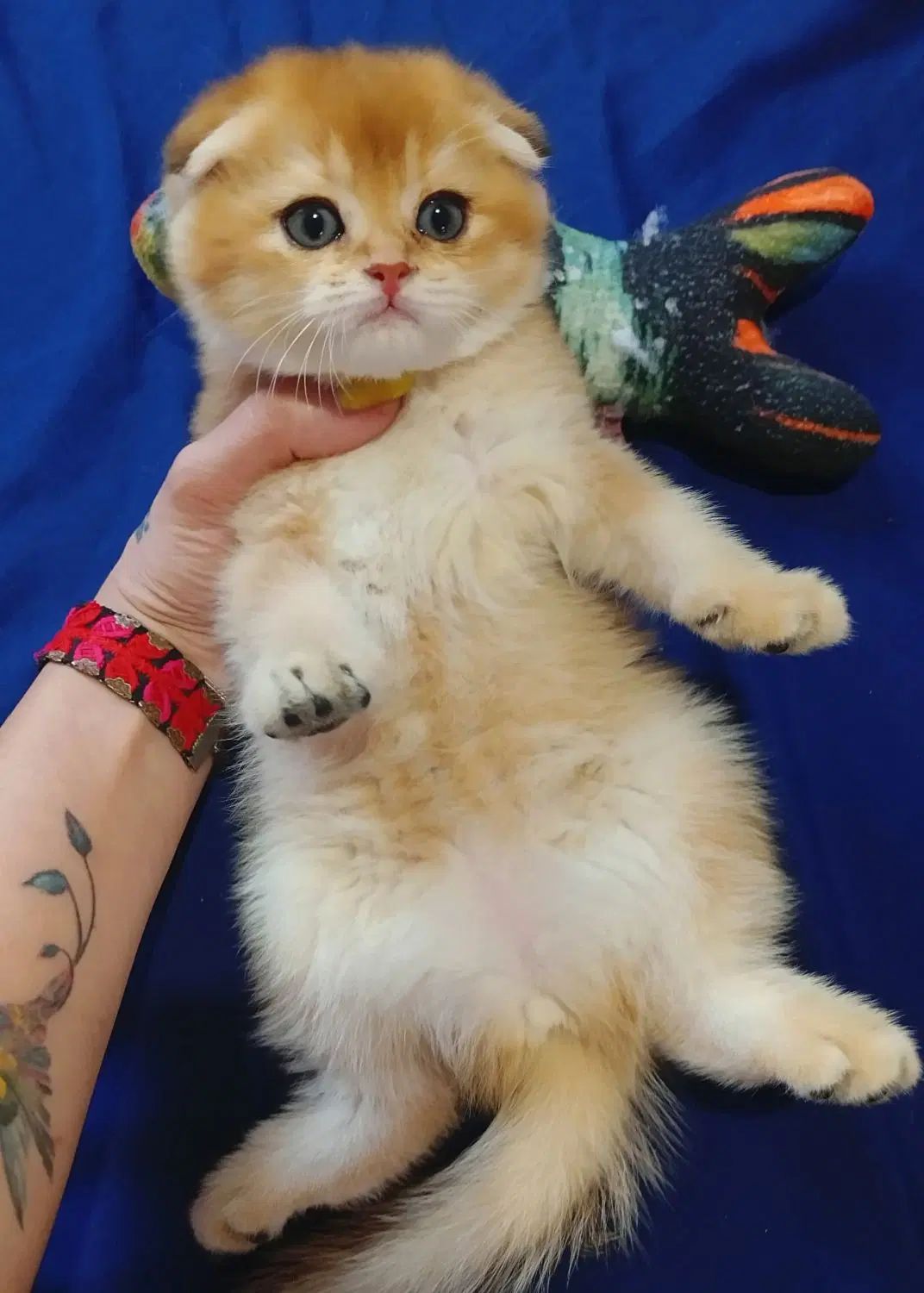 حر آ ج بی تکرار فقط در کلبه گربه های Hypercat|گربه|تهران, فرحزاد|دیوار