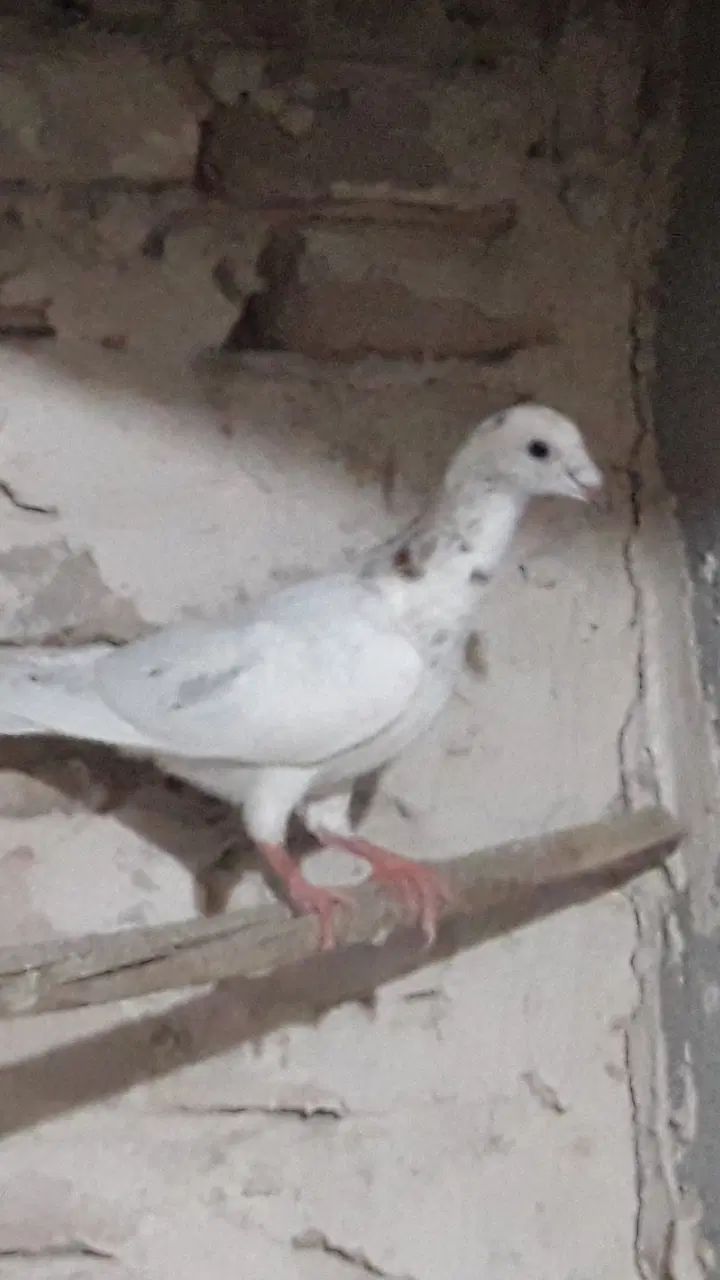 کبوتر جوجه سار  هرکی گرفته لطف کنه با پولش بده|پرنده|نیشابور, گنبد سبز|دیوار