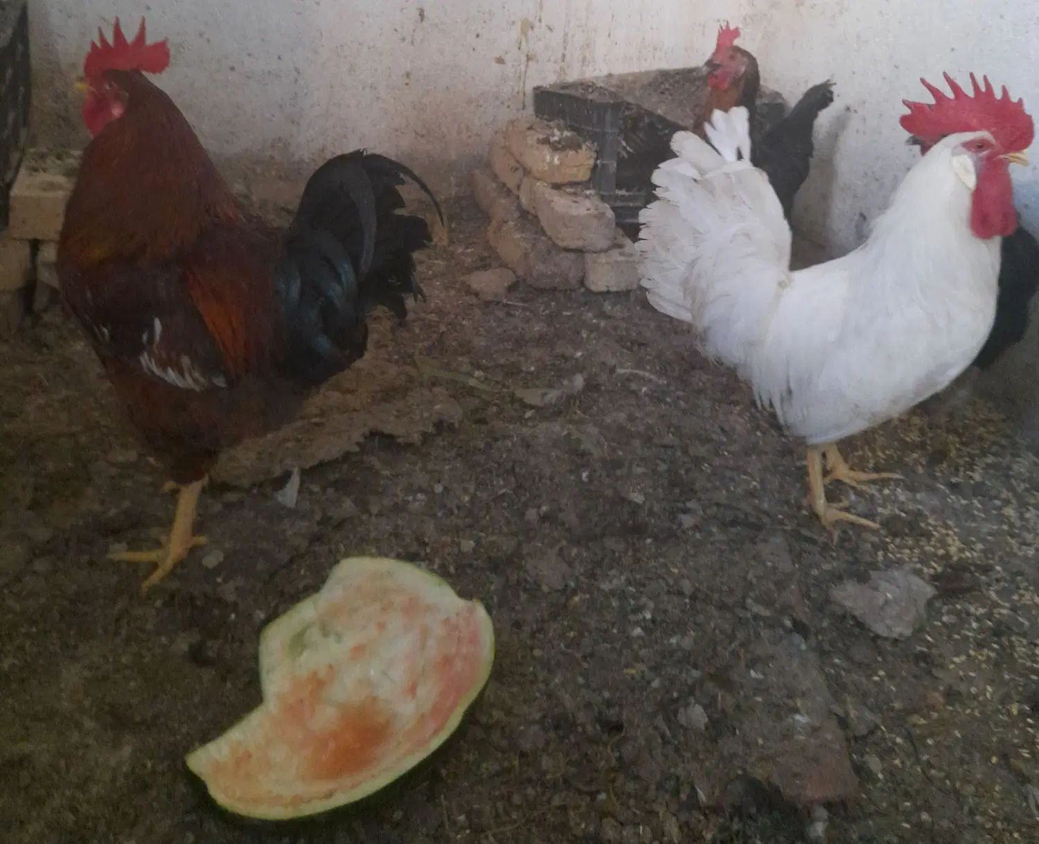 مرغ و خروس تخم گذار|حیوانات مزرعه|مشهد, علی آباد|دیوار