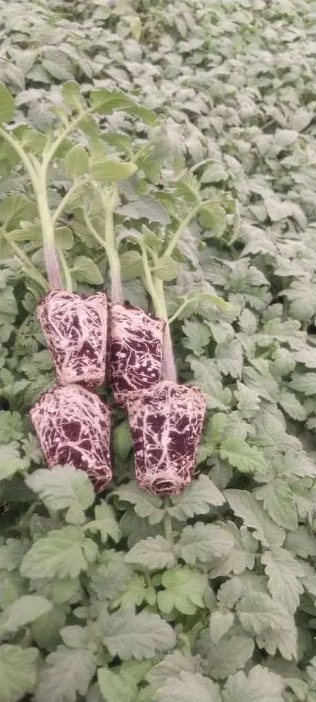 6500نشا گوجه گلخانه ای اماده کشت باقرارداد وضمانت|خدمات باغبانی و درختکاری|شیراز, شهدای شهرک سعدی|دیوار