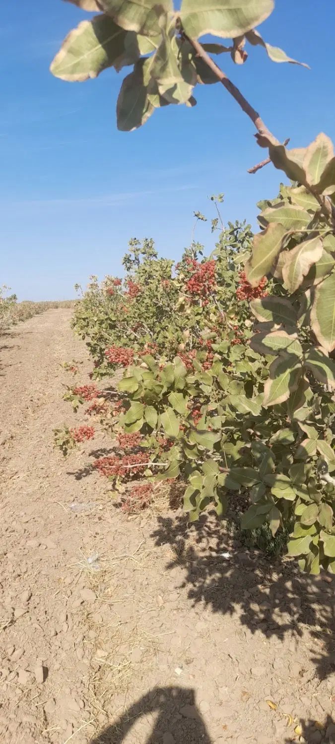 زمین پسته ای،جهت استعلام قیمت پیام بگذارید|فروش دفتر صنعتی، کشاورزی، تجاری|بافق, |دیوار