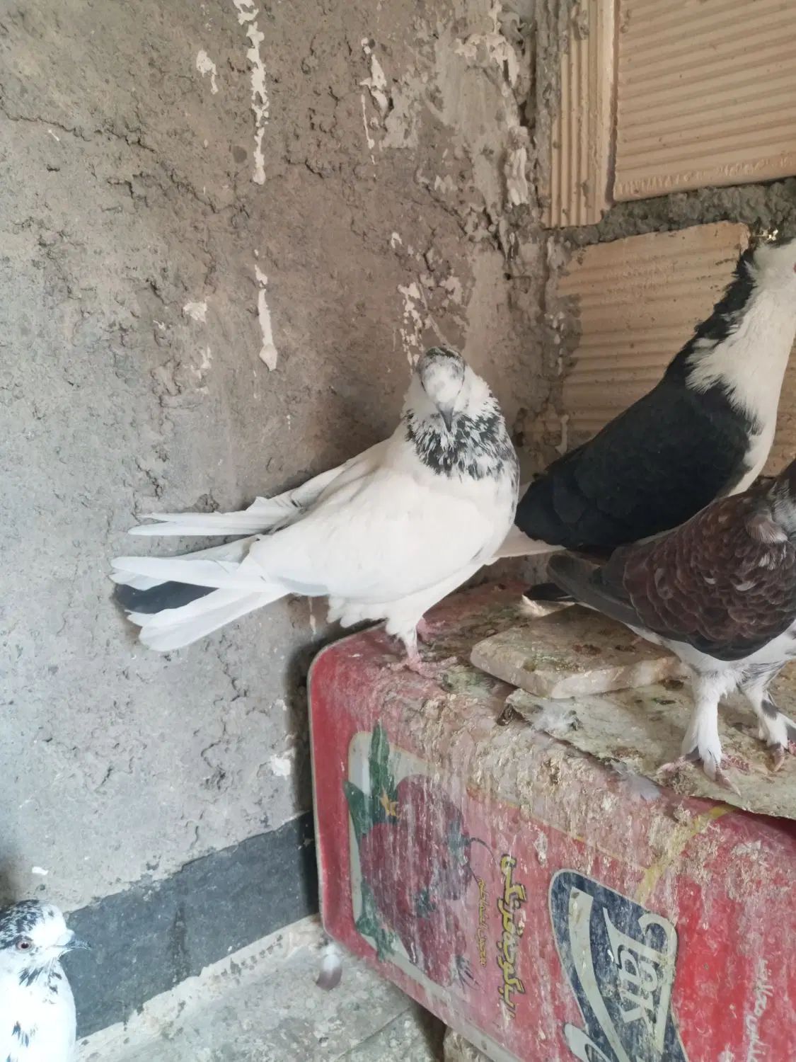 کفتر تهرونی نروماده و نر کله ای.دوکت.سوسکی|پرنده|اصفهان, دارک|دیوار