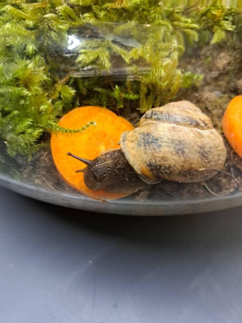 حلزون  Garden snail|خزنده|تهران, صفا|دیوار