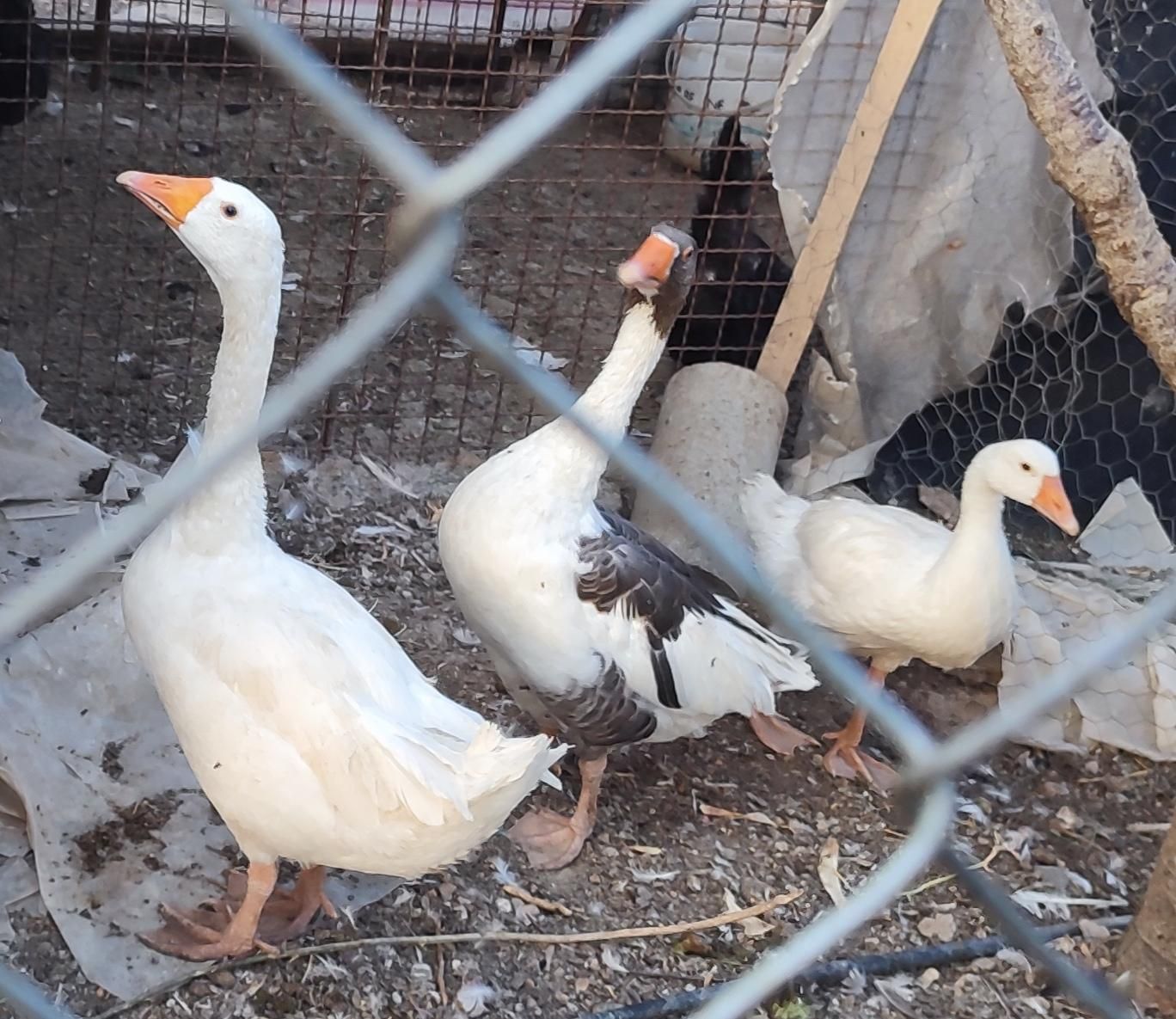 غاز وقوغاز|حیوانات مزرعه|داران, |دیوار