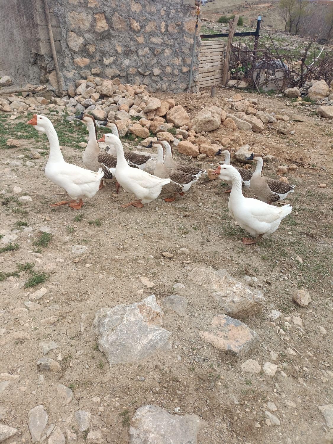 فروش جوجه قو غاز|پرنده|نورآباد, |دیوار