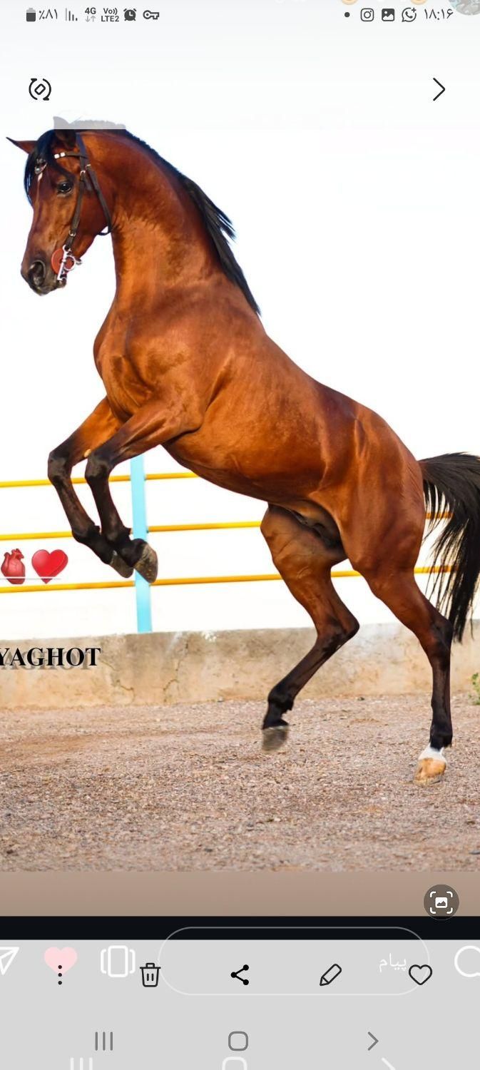 کارگر و نیرو باشگاه سوار کاری|استخدام سرایداری و نظافت|برخوار, |دیوار