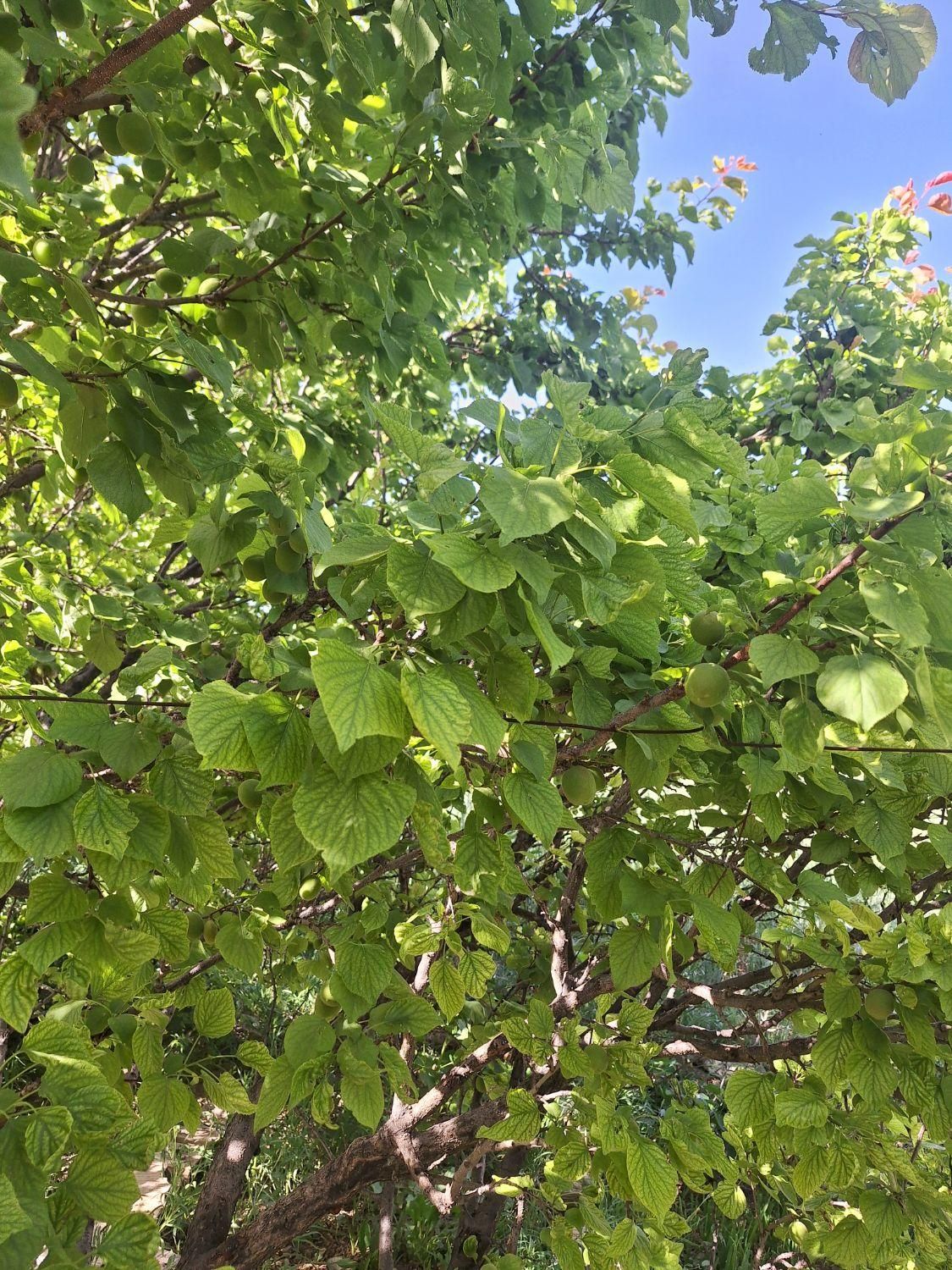 باغ|فروش زمین و ملک کلنگی|قم, انسجام|دیوار