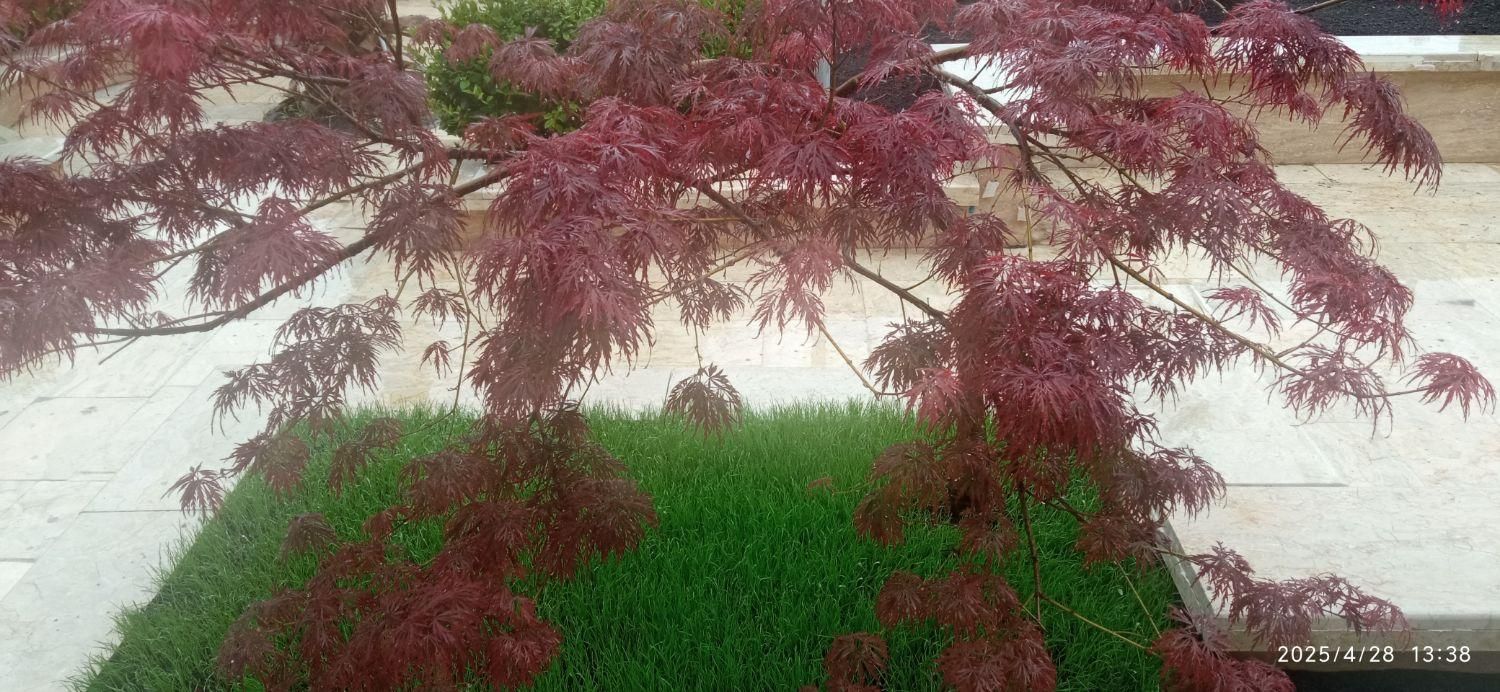 اجرای فضای سبز،روف گاردن،ودیوار سبز|خدمات باغبانی و درختکاری|ماسال, |دیوار