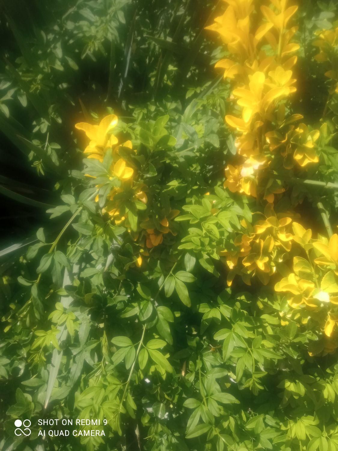 خدمات  باغبانی بصورت حرفه‌ای با35سال از0تا100|خدمات باغبانی و درختکاری|شیراز, قدوسی غربی|دیوار