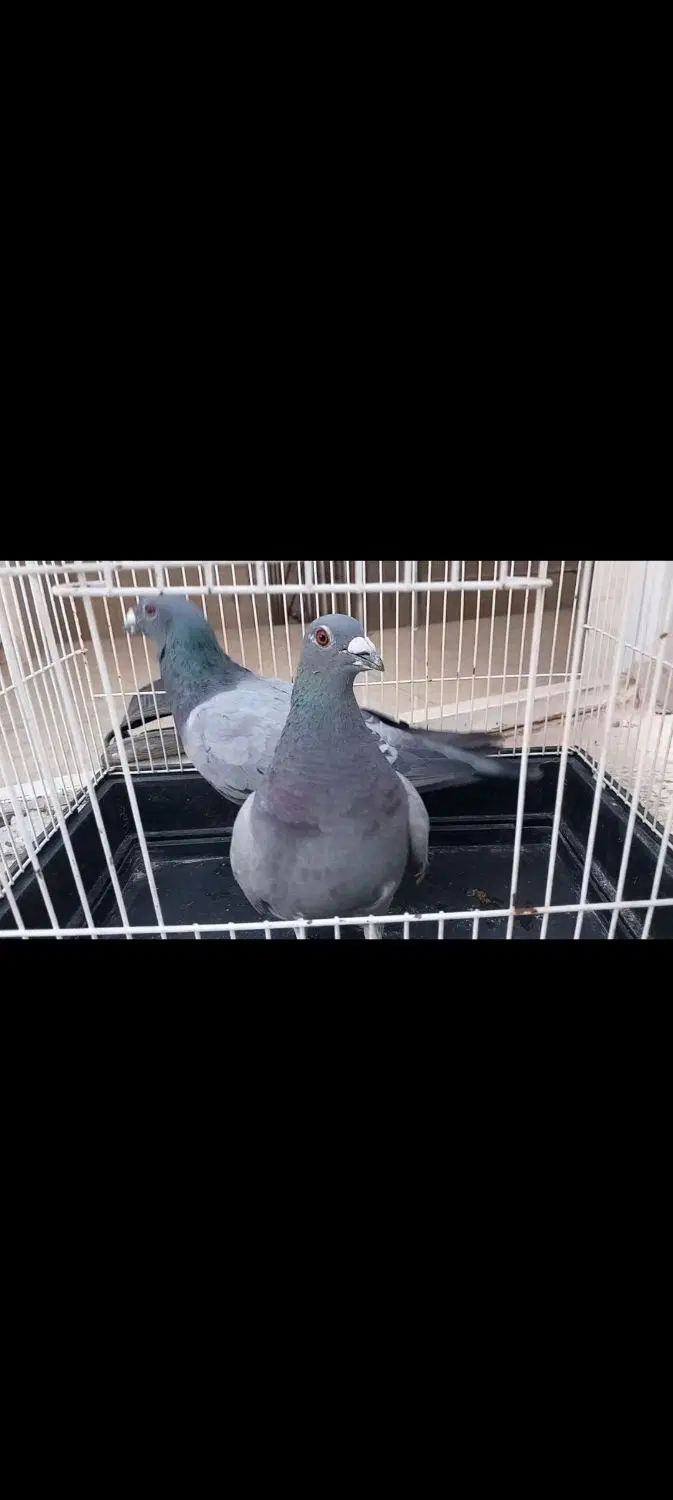کبوتر مسافتی (پلاکی) معاوضه با عروس یا سهره|پرنده|برخوار, |دیوار
