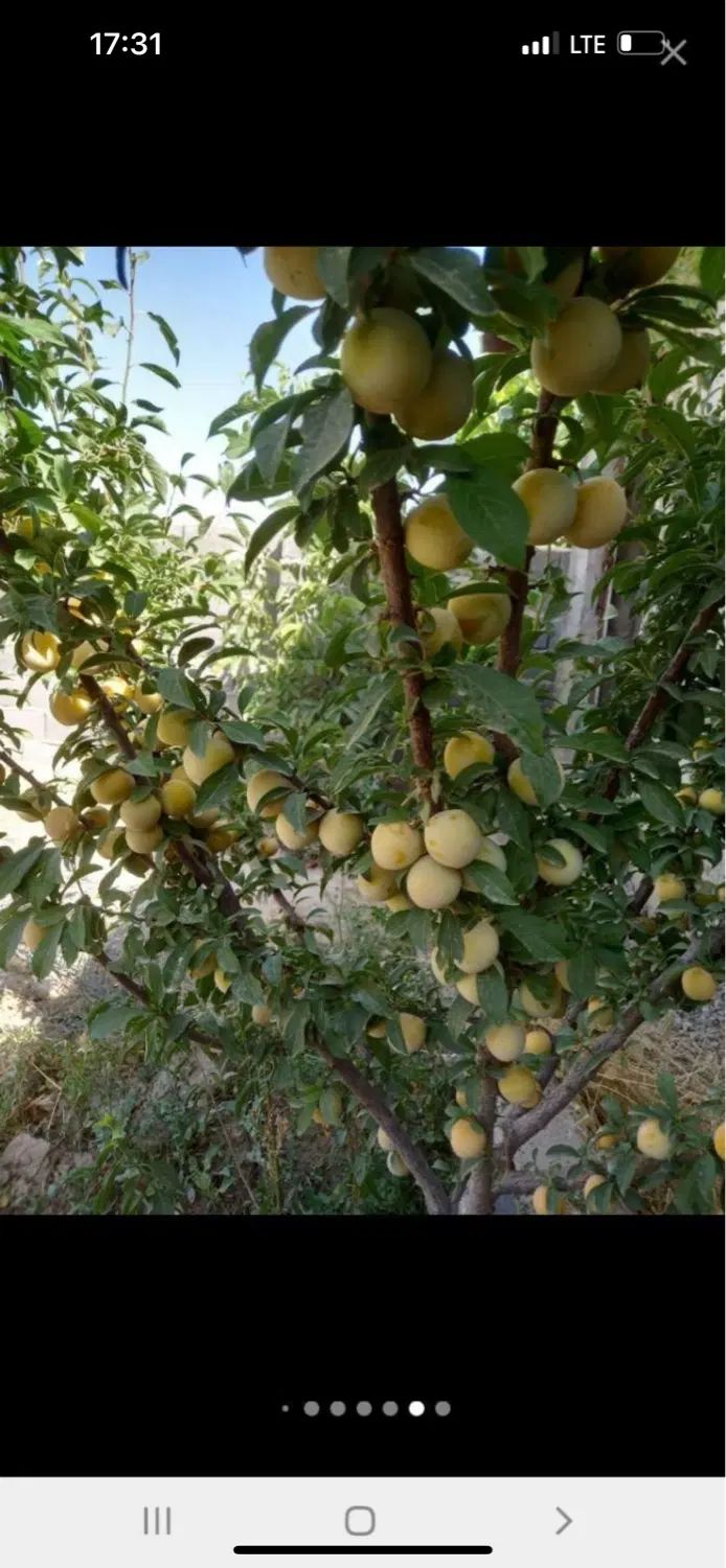 باغچه شهرکی ۲۰۰متری دوردیوار زعفرانیه سهیلیه|فروش زمین و ملک کلنگی|کرج, عظیمیه|دیوار
