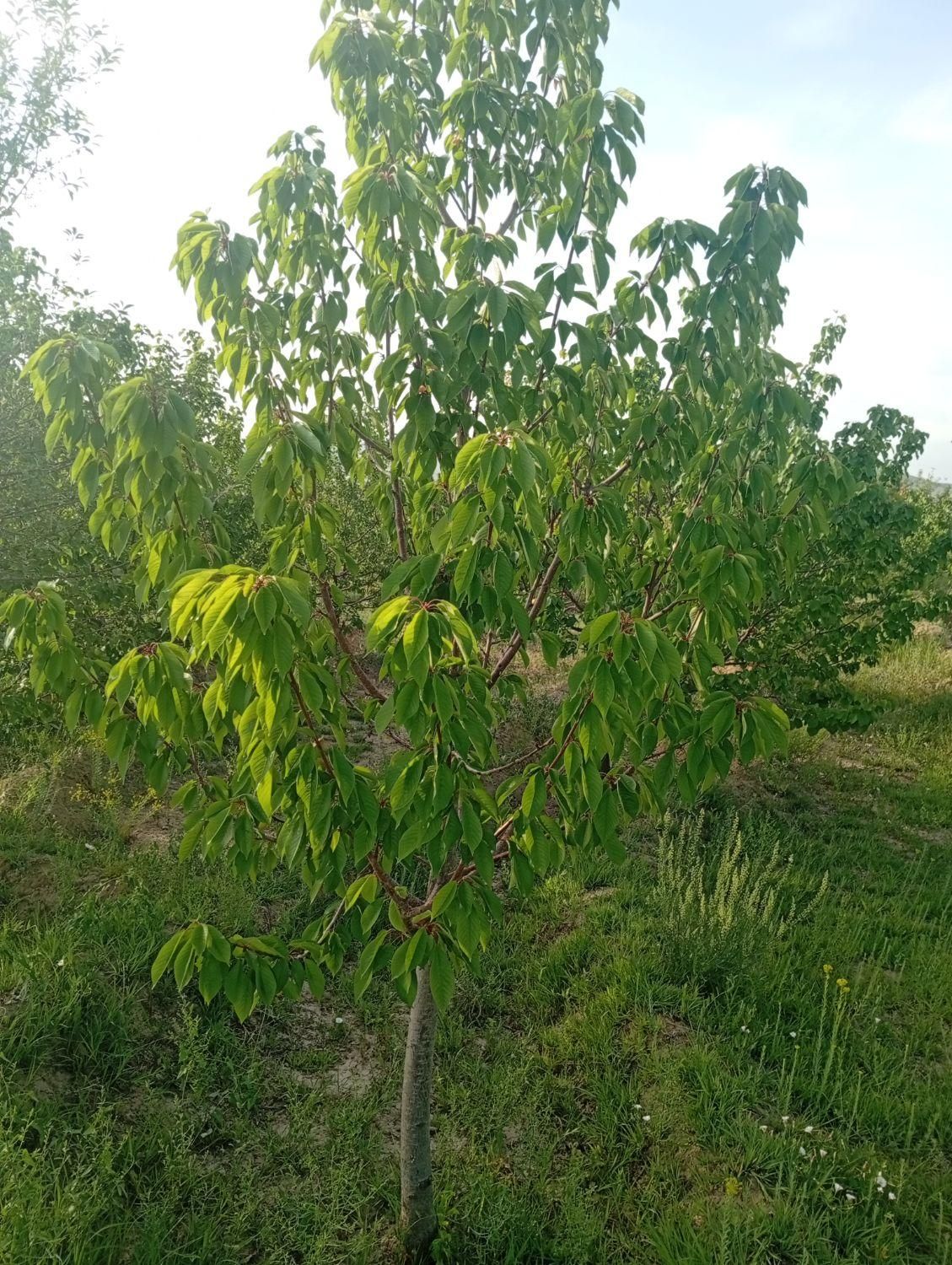 باغ جاده بناب نزدیک به اردکلو فروش فوری|فروش زمین و ملک کلنگی|مرند, |دیوار