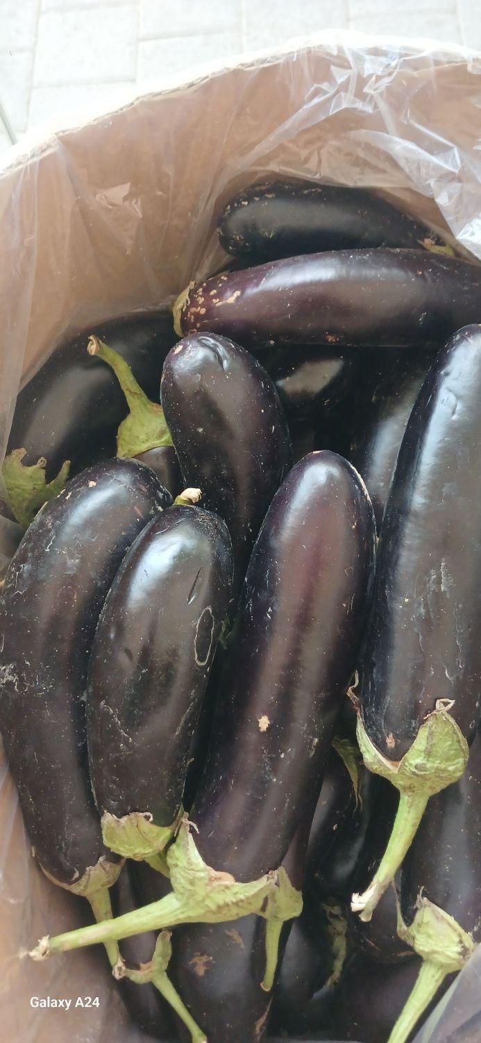 میوه ترتازه|خوردنی و آشامیدنی|مشهد, خین عرب|دیوار