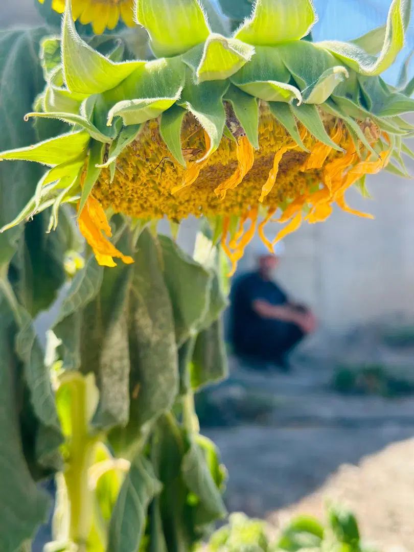 زمین باغی نقد اقساط۱۰۰۰مترشاهنامه ۷۶ خیابان گلستان|فروش زمین و ملک کلنگی|مشهد, فردوسی|دیوار