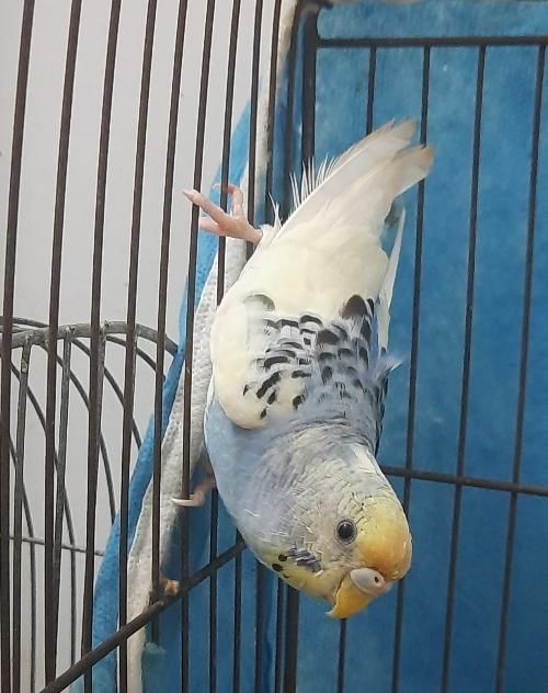 طوطی عروس ومرغ عشق|پرنده|آستانه اشرفیه, |دیوار