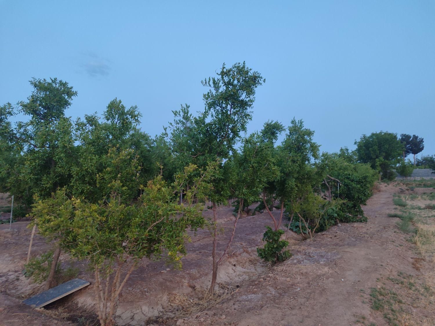 تصویر 8