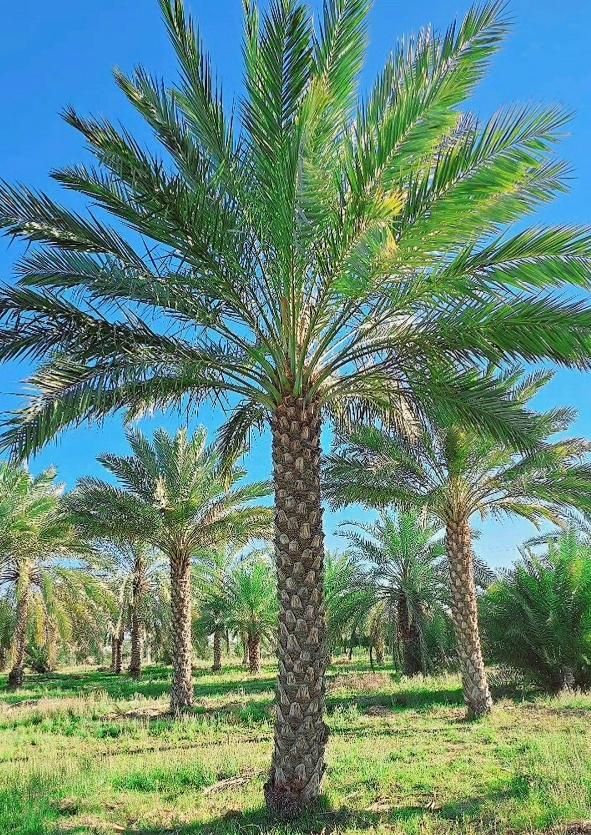 ریشه پرس اصل نخل تضمینی پالم مقاوم فنیکس|خدمات باغبانی و درختکاری|بیرجند, |دیوار