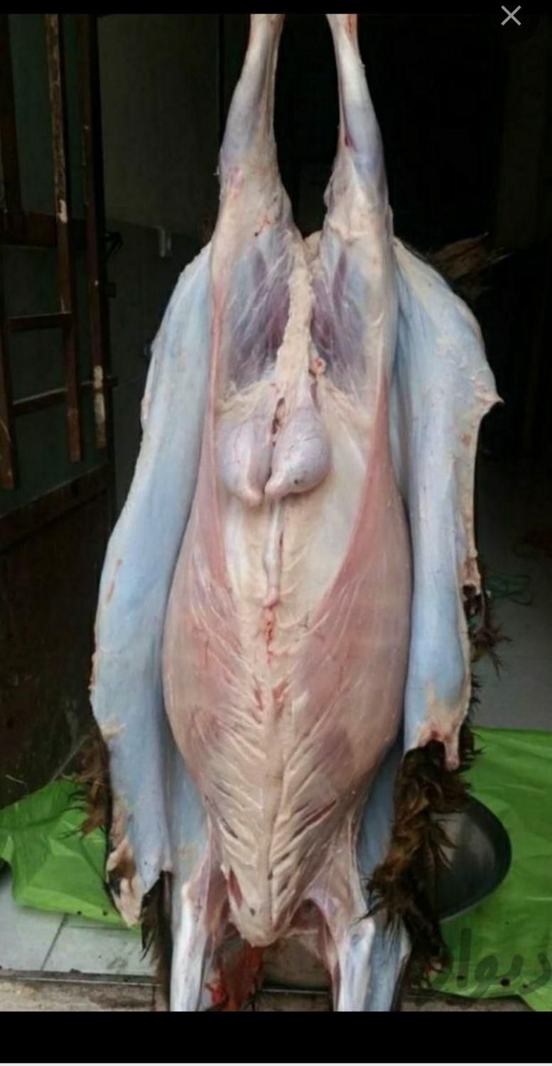 قصاب گوسفند و گاو (سیار)|خدمات پذیرایی، مراسم|رفسنجان, |دیوار