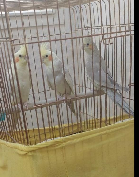 یک جفت عروس هلندی سخنگو با جوجه شش ماهه نر|پرنده|تهران, جوادیه تهرانپارس|دیوار
